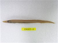 藏品(日本光鱗魚)的圖片